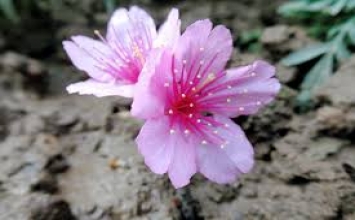 Trân quý từng sớm mai, dùng tâm tình tốt nhất chào đón mỗi thời khắc!